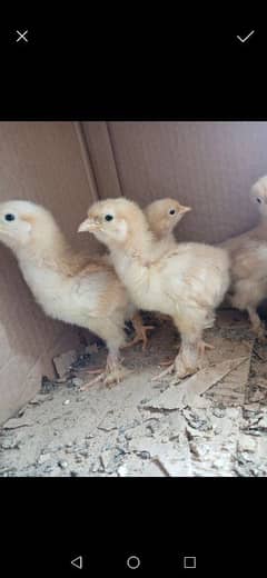 golden buff chicks