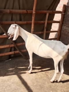 Ragistani Female Gabhan Bakrian/ Female ghaban goats