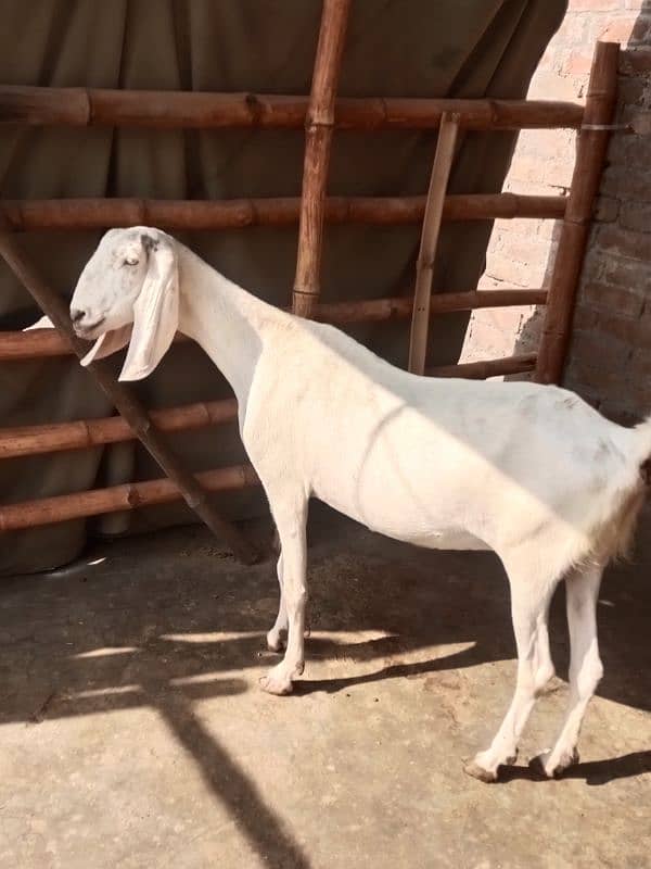 Ragistani Female Gabhan Bakrian/ Female ghaban goats 0