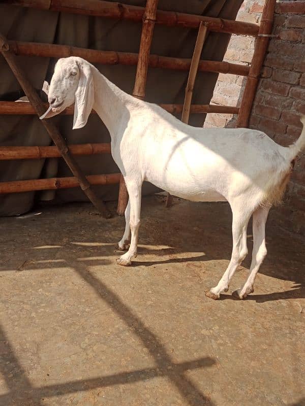 Ragistani Female Gabhan Bakrian/ Female ghaban goats 1