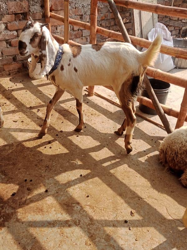 Ragistani Female Gabhan Bakrian/ Female ghaban goats 2