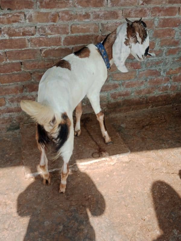 Ragistani Female Gabhan Bakrian/ Female ghaban goats 3