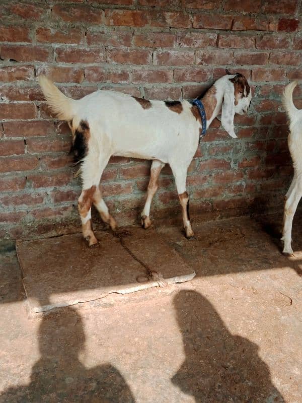 Ragistani Female Gabhan Bakrian/ Female ghaban goats 4