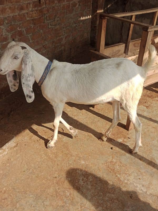 Ragistani Female Gabhan Bakrian/ Female ghaban goats 5