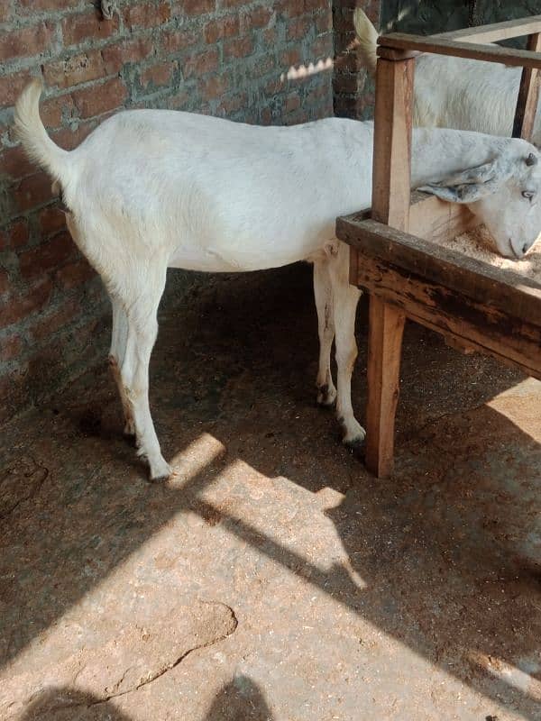 Ragistani Female Gabhan Bakrian/ Female ghaban goats 6