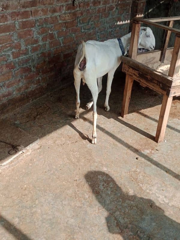 Ragistani Female Gabhan Bakrian/ Female ghaban goats 7