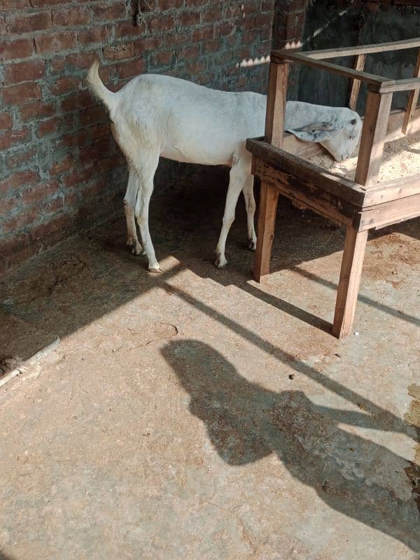 Ragistani Female Gabhan Bakrian/ Female ghaban goats 8