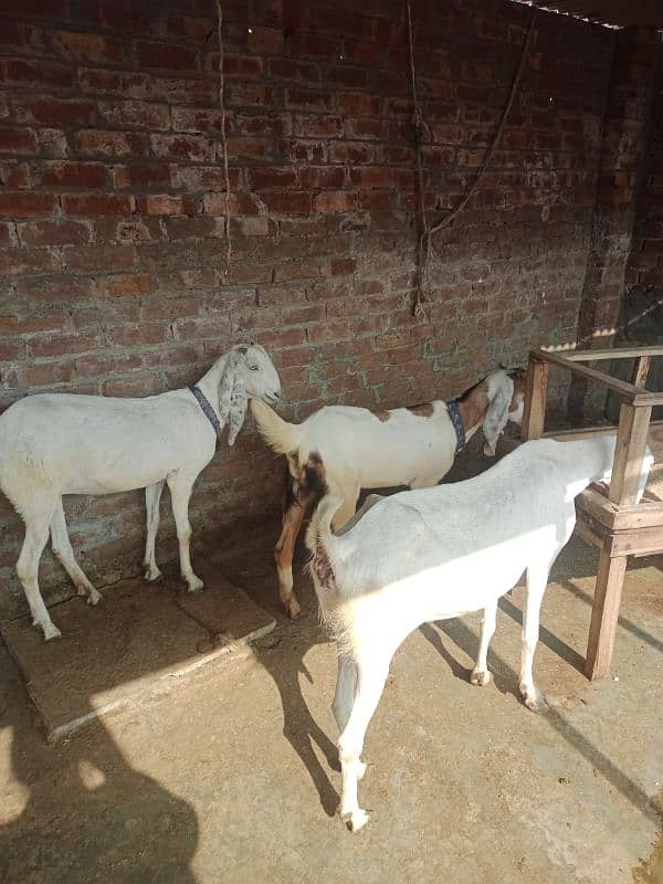 Ragistani Female Gabhan Bakrian/ Female ghaban goats 9