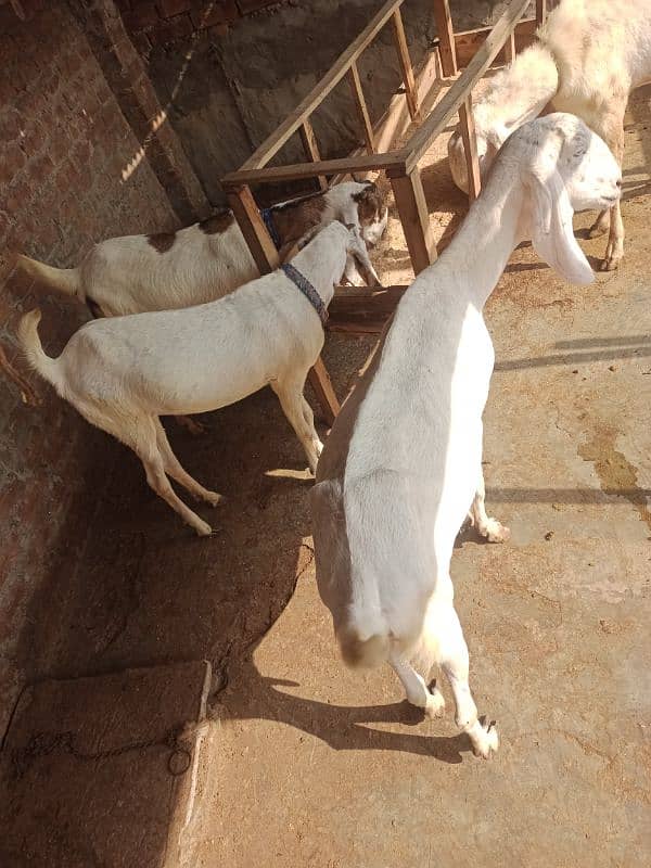 Ragistani Female Gabhan Bakrian/ Female ghaban goats 10