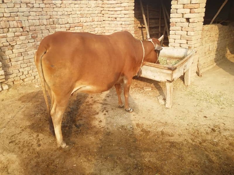 Sahiwal Cross Cow 8 month start. 0