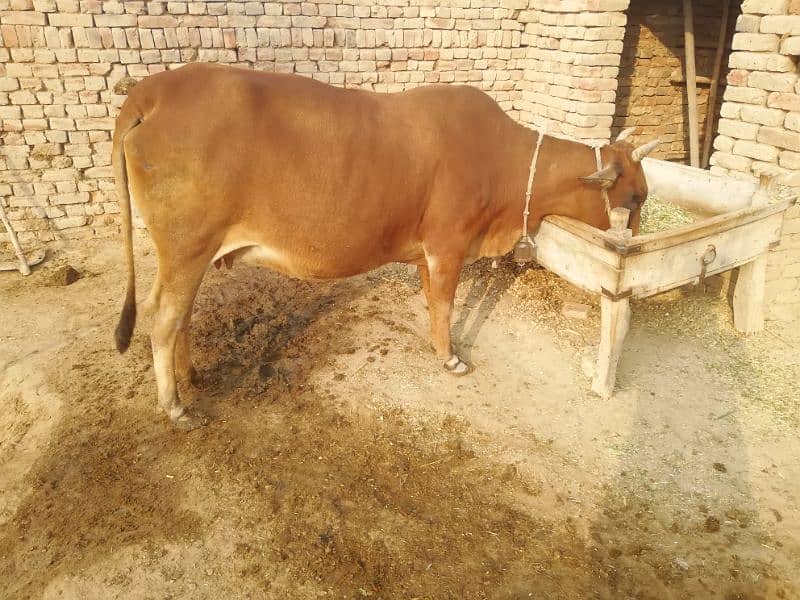 Sahiwal Cross Cow 8 month start. 1