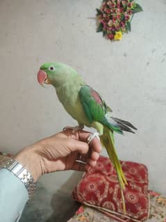 raw parrot for sale