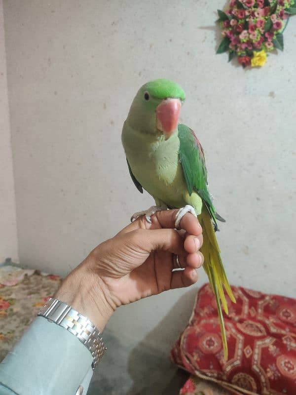 raw parrot for sale 1