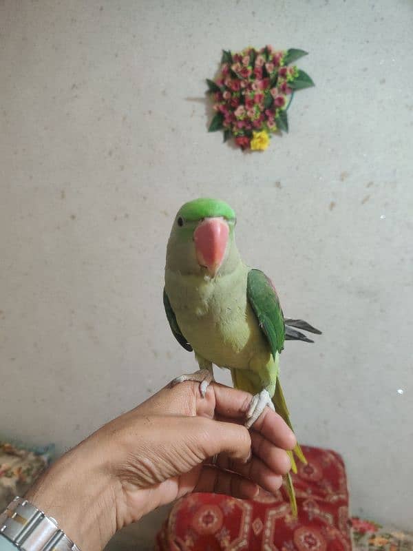 raw parrot for sale 2