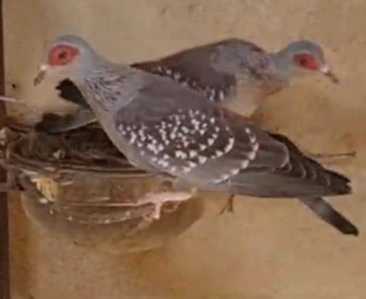 African  Speckled  Dove  Pairs   افریقن  سپیکلڈ  ڈوو 0