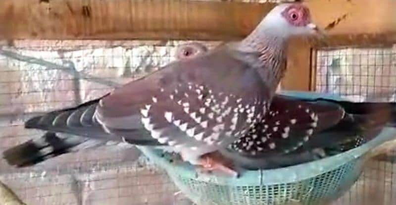 African  Speckled  Dove  Pairs   افریقن  سپیکلڈ  ڈوو 1