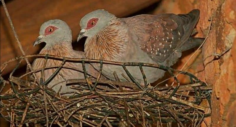 African  Speckled  Dove  Pairs   افریقن  سپیکلڈ  ڈوو 2