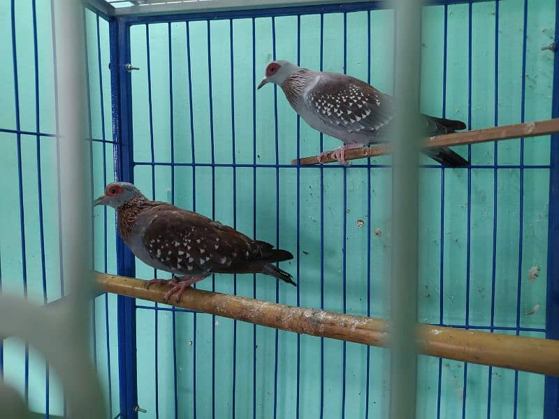 African  Speckled  Dove  Pairs   افریقن  سپیکلڈ  ڈوو 3