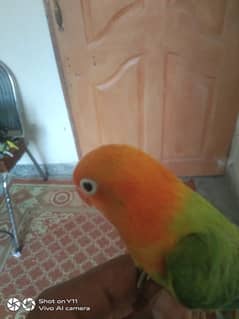 HAND TAME BIRD FOR SALE