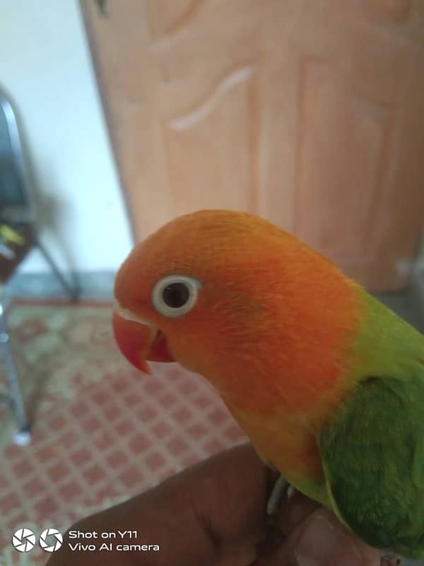 HAND TAME BIRD FOR SALE 1