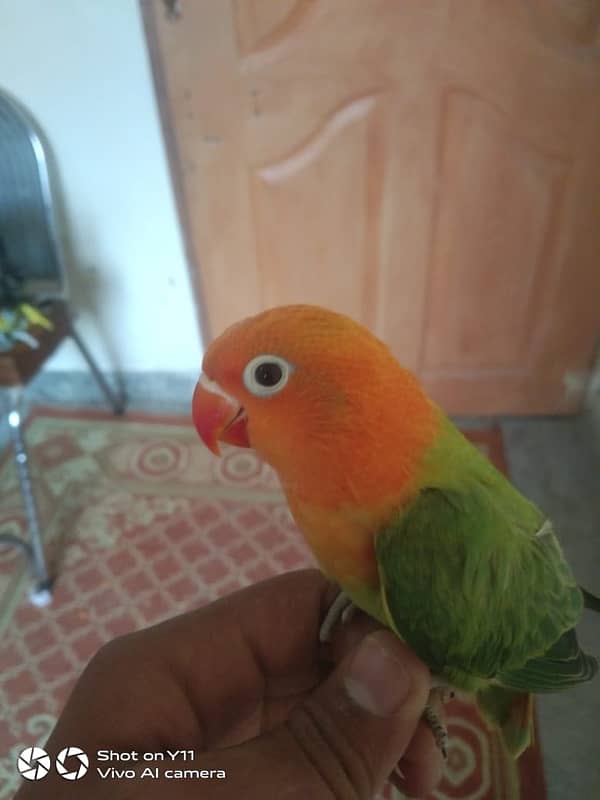 HAND TAME BIRD FOR SALE 2