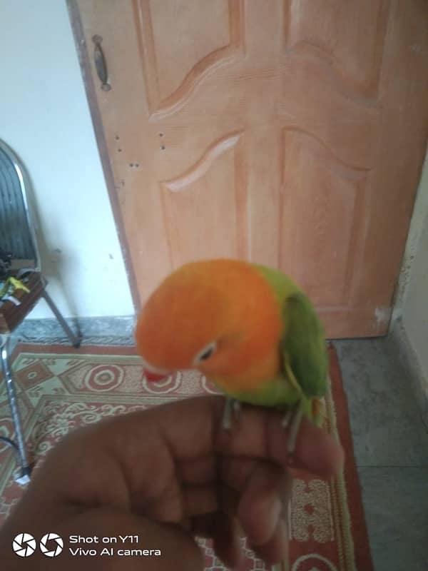 HAND TAME BIRD FOR SALE 3