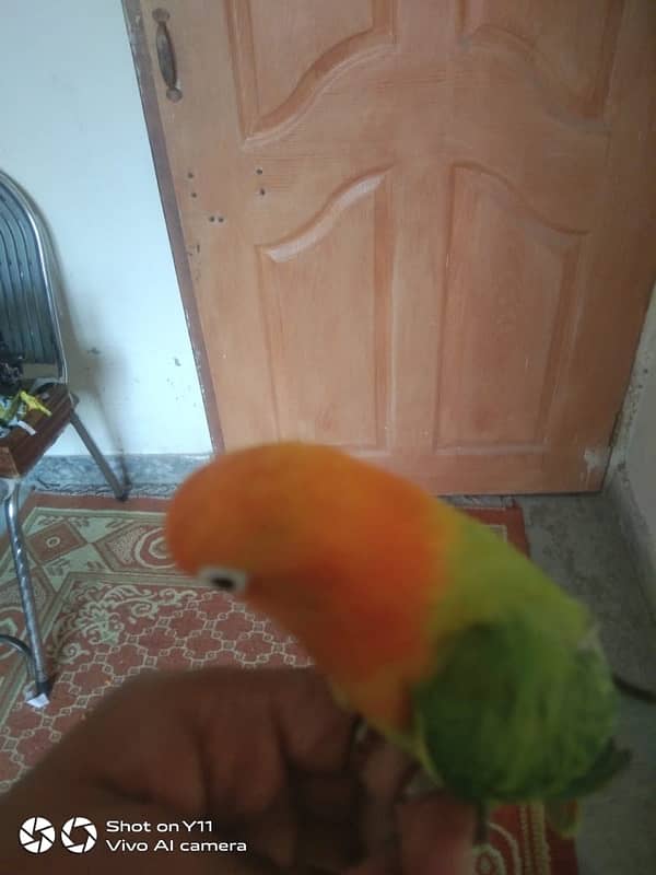 HAND TAME BIRD FOR SALE 4