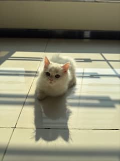 Persian kittens female