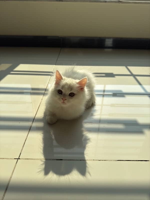 Persian kittens female 0