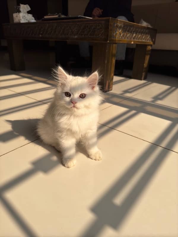 Persian kittens female 1