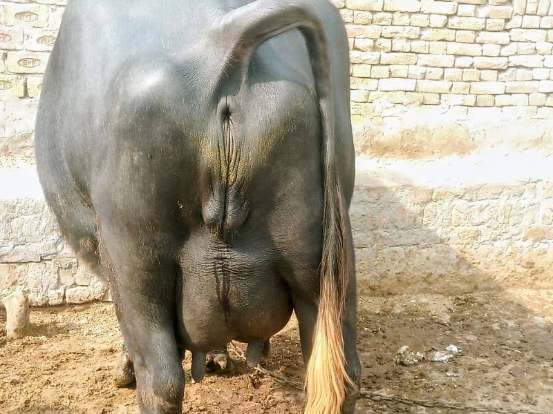 نیلی راوی بھینس buffalow 0