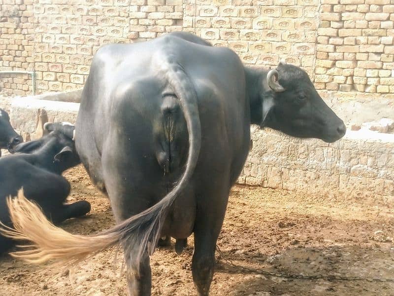 نیلی راوی بھینس buffalow 2