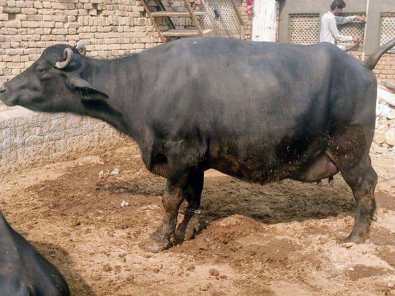 نیلی راوی بھینس buffalow 3