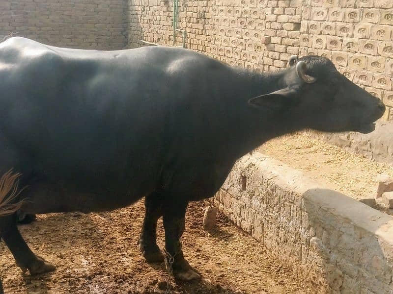 نیلی راوی بھینس buffalow 4