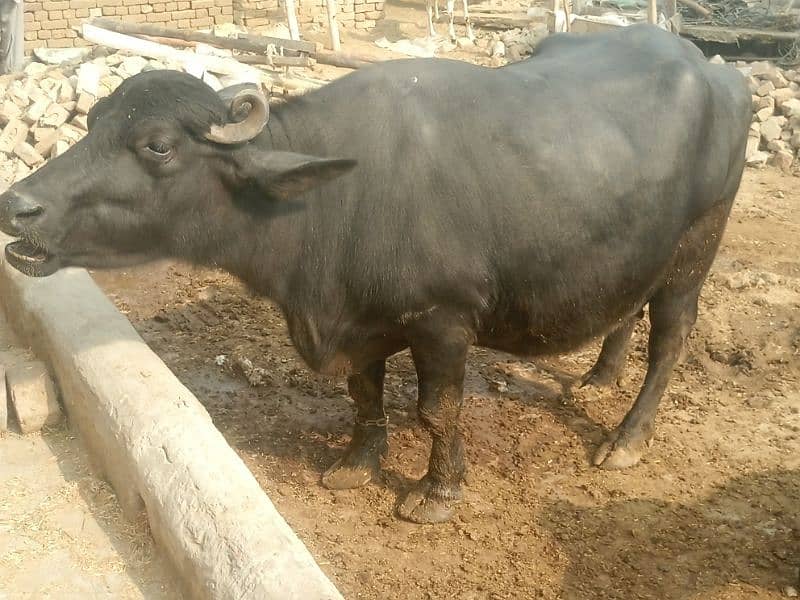 نیلی راوی بھینس buffalow 5