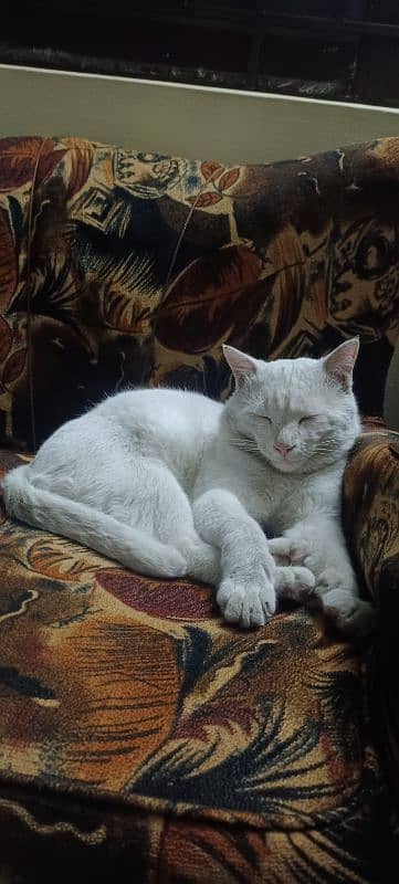 white snow male cat 1