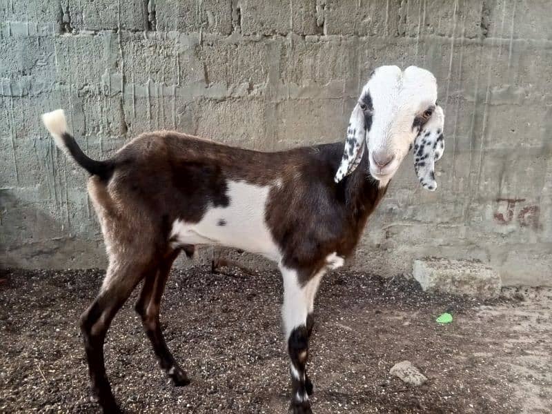 Goat for sale 2