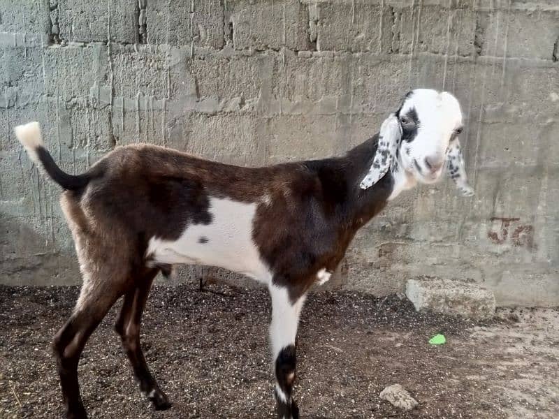 Goat for sale 3