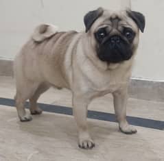 High quality pug male for stud