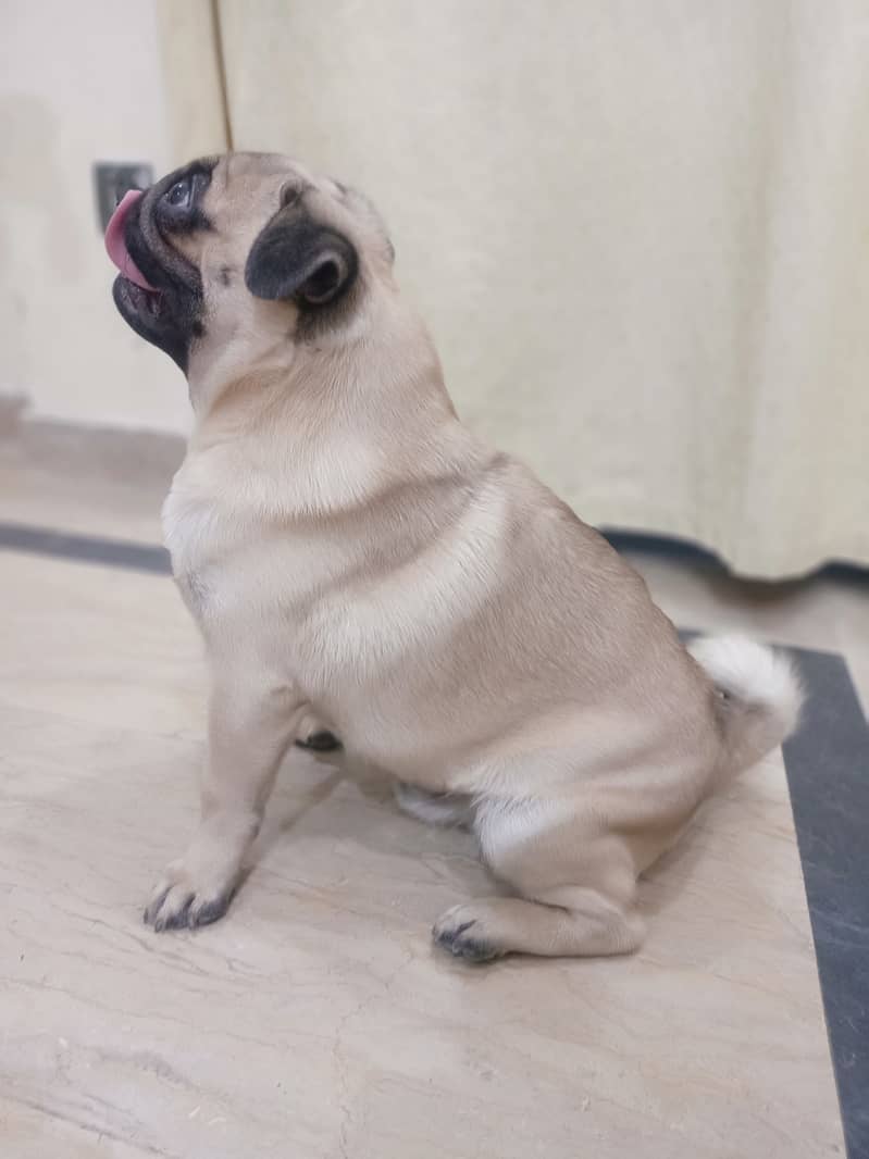 High quality pug male for stud 1