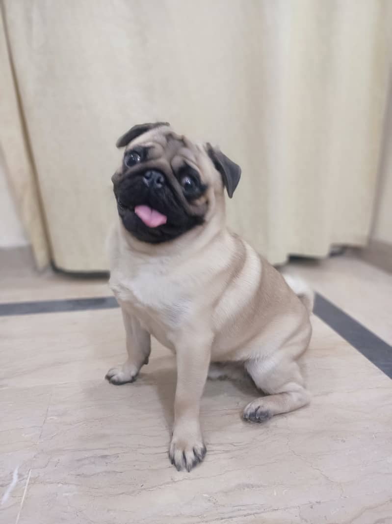 High quality pug male for stud 2