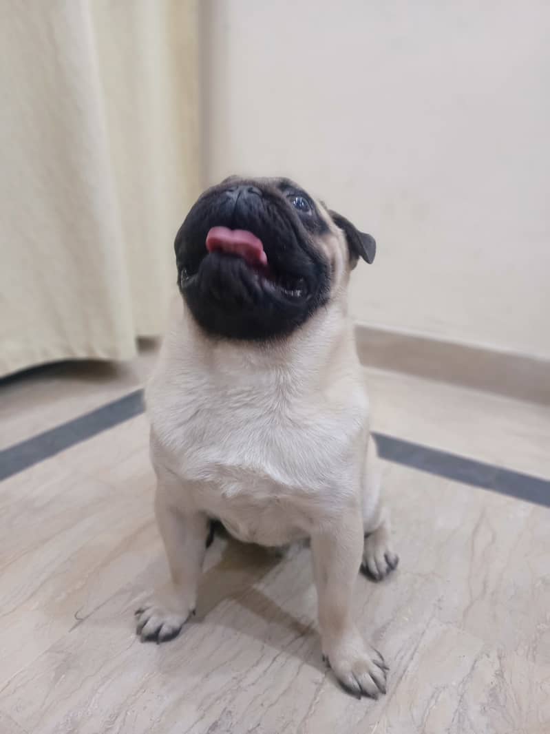 High quality pug male for stud 3