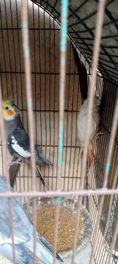 grey cocktail male and albino female breeder pair