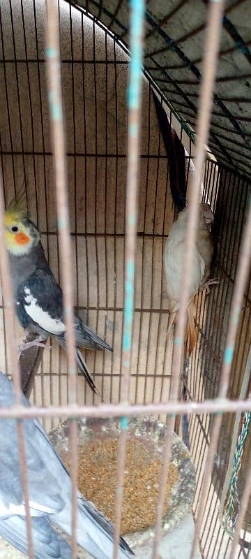 grey cocktail male and albino female breeder pair 0