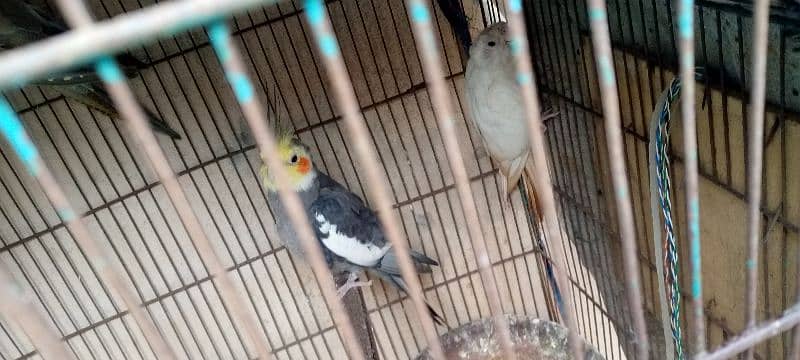 grey cocktail male and albino female breeder pair 1