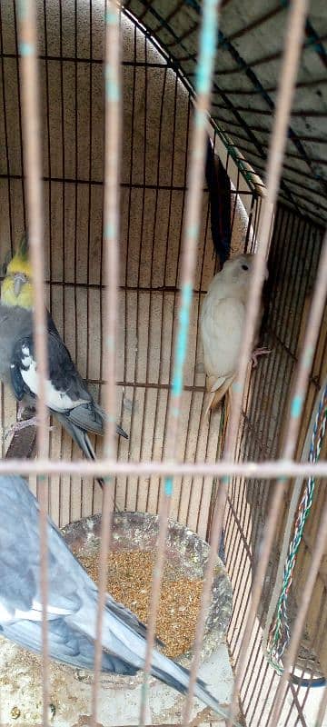 grey cocktail male and albino female breeder pair 2