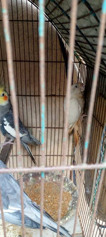 grey cocktail male and albino female breeder pair 3