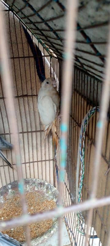 grey cocktail male and albino female breeder pair 4