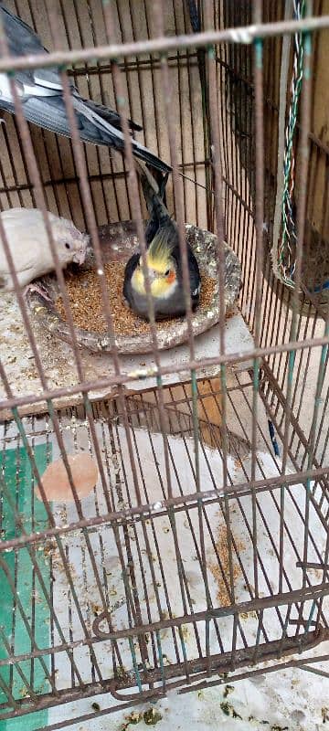 grey cocktail male and albino female breeder pair 6