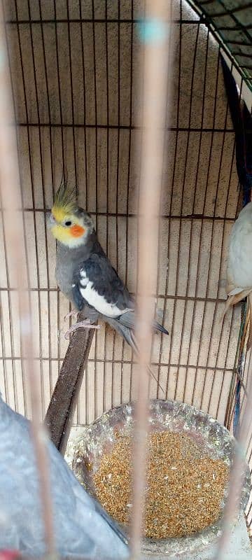 grey cocktail male and albino female breeder pair 7